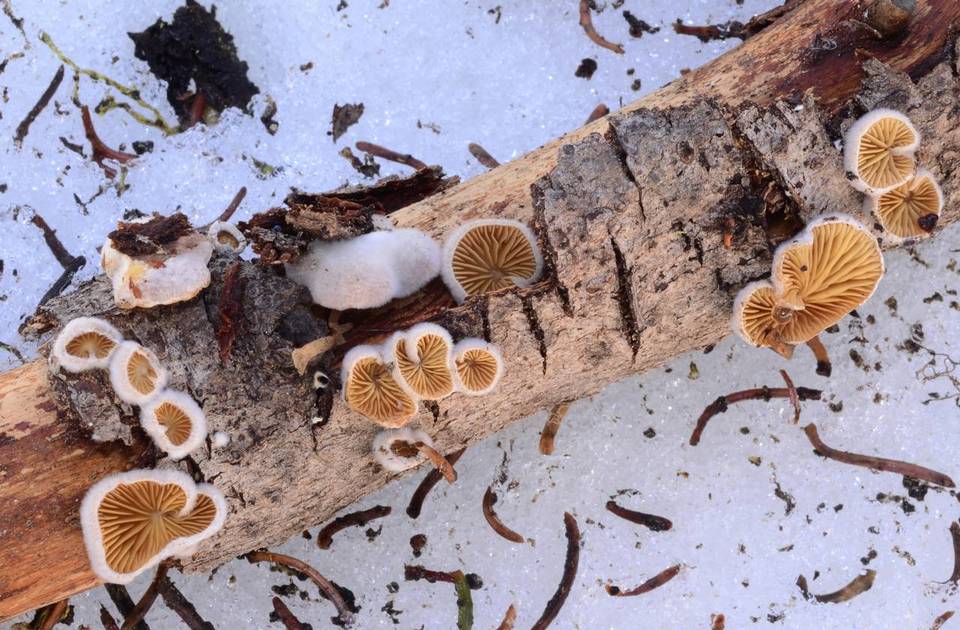 Crepidotus fimbriatus image