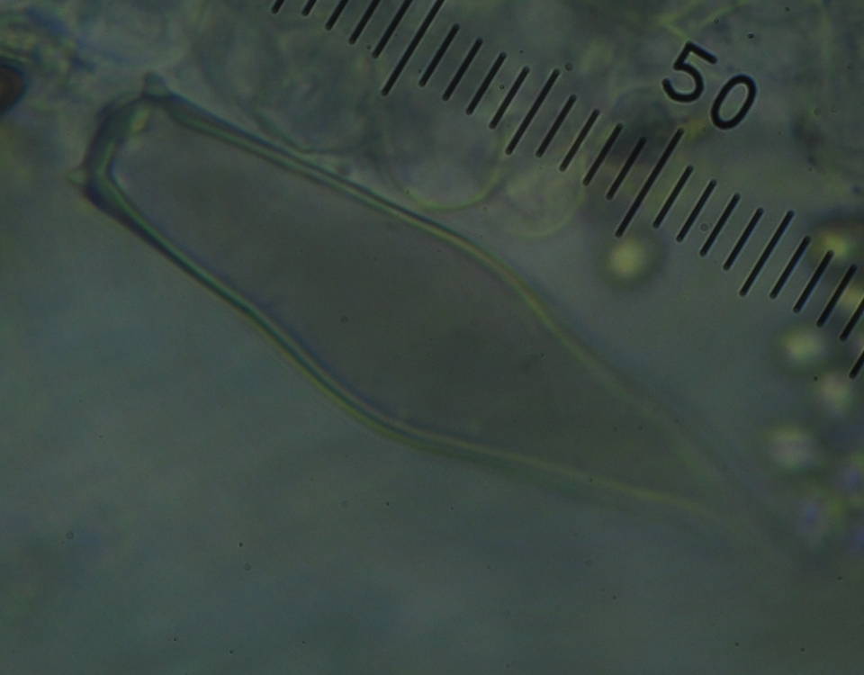 Pluteus similis image