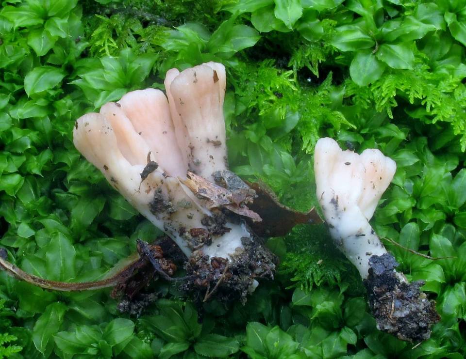 Podoscypha aculeata image