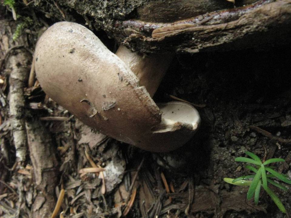 Lactarius kauffmanii image