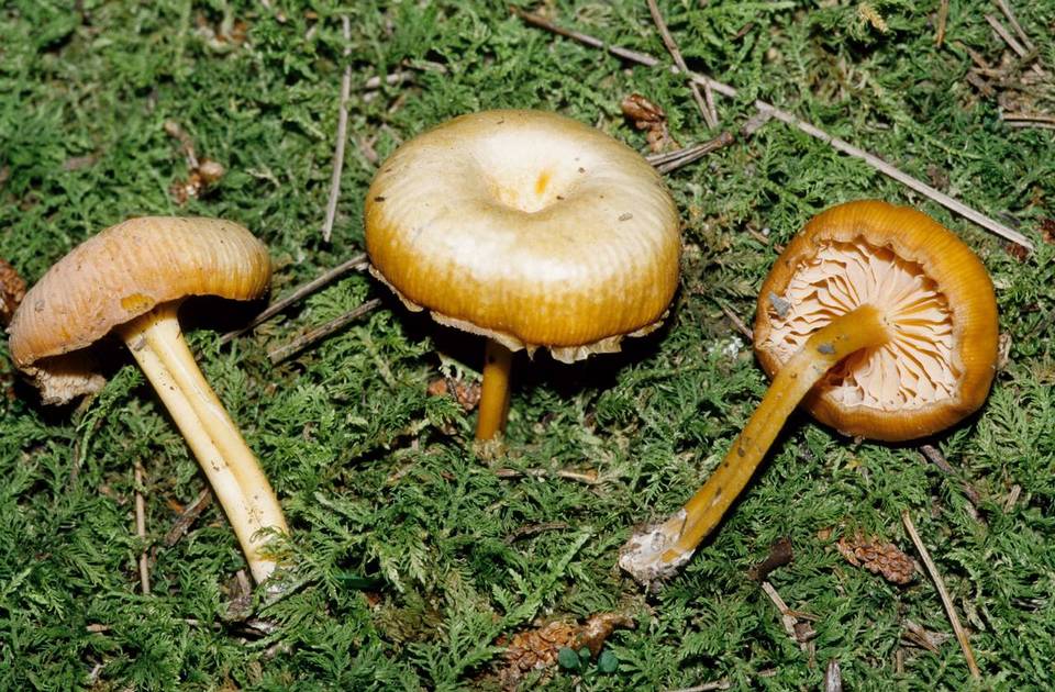 Entoloma farlowii image