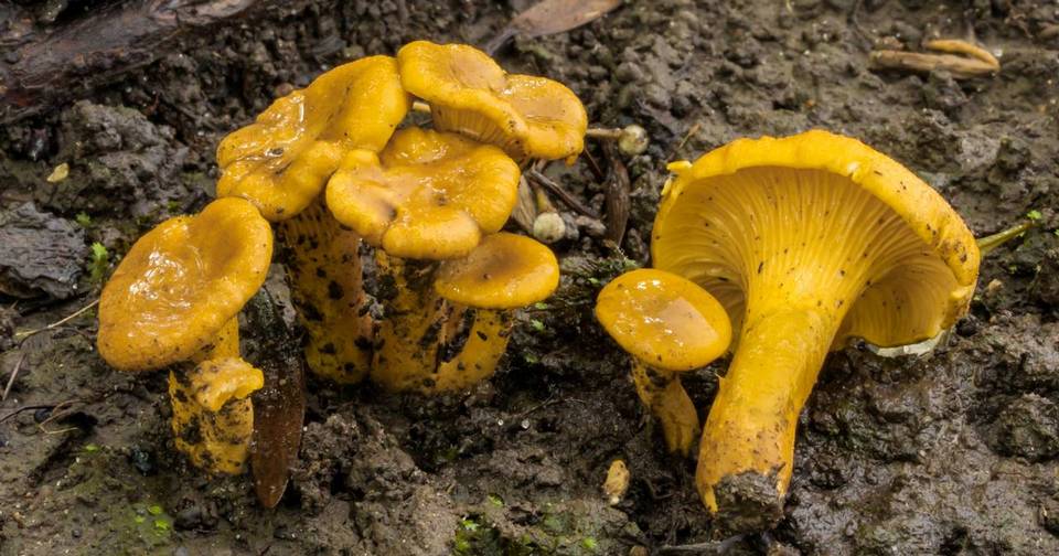 Cantharellus chicagoensis image