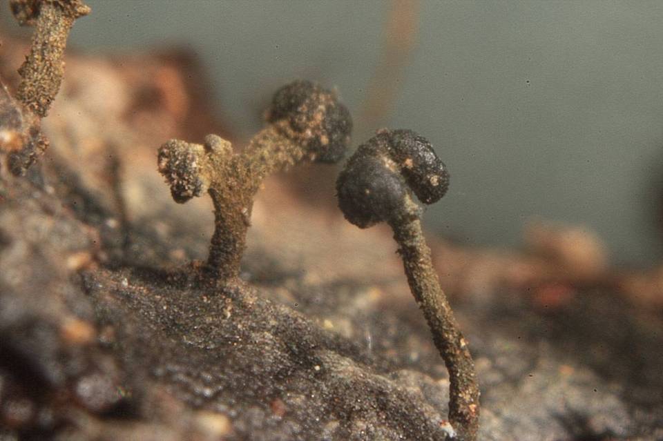 Chaenothecopsis tsugae image