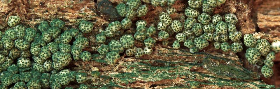 Hypocrea chromosperma image