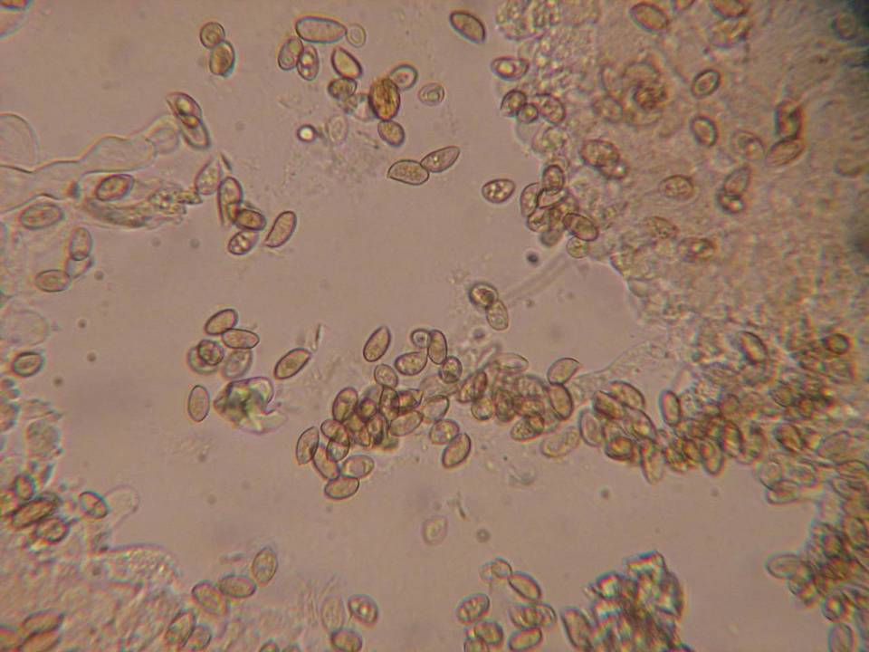 Inocybe obscurobadia image