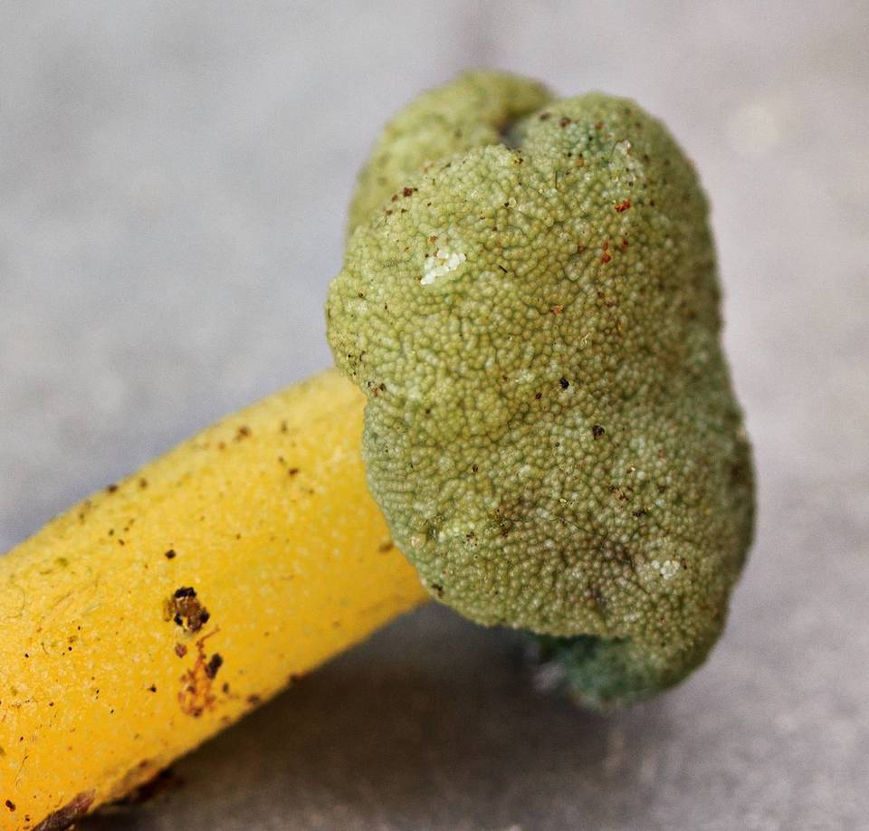 Hypomyces leotiicola image