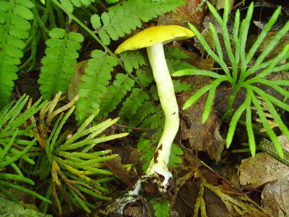 Cortinarius luteus image