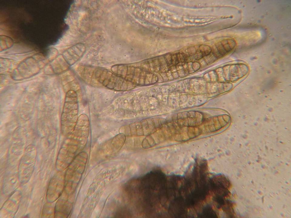 Hysterographium fraxini image