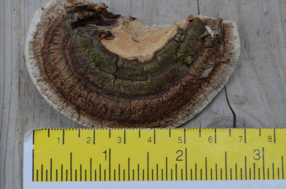 Perenniporia ellisiana image