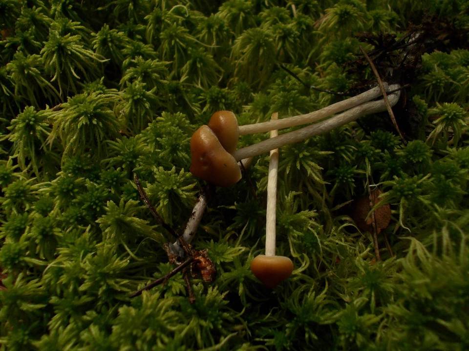 Galerina gibbosa image