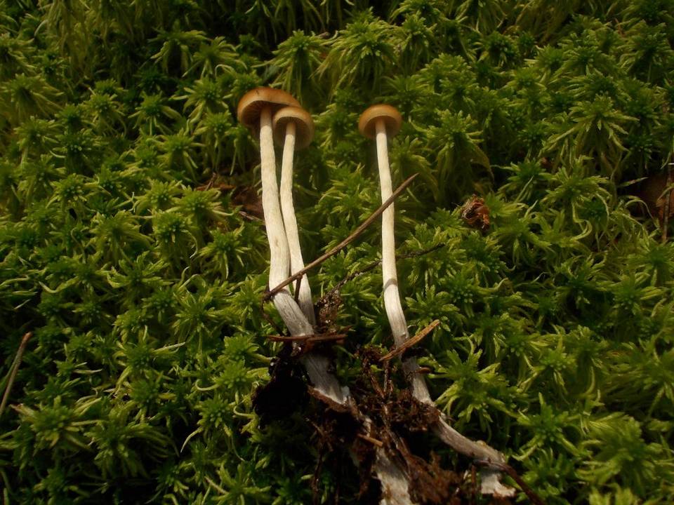 Galerina gibbosa image