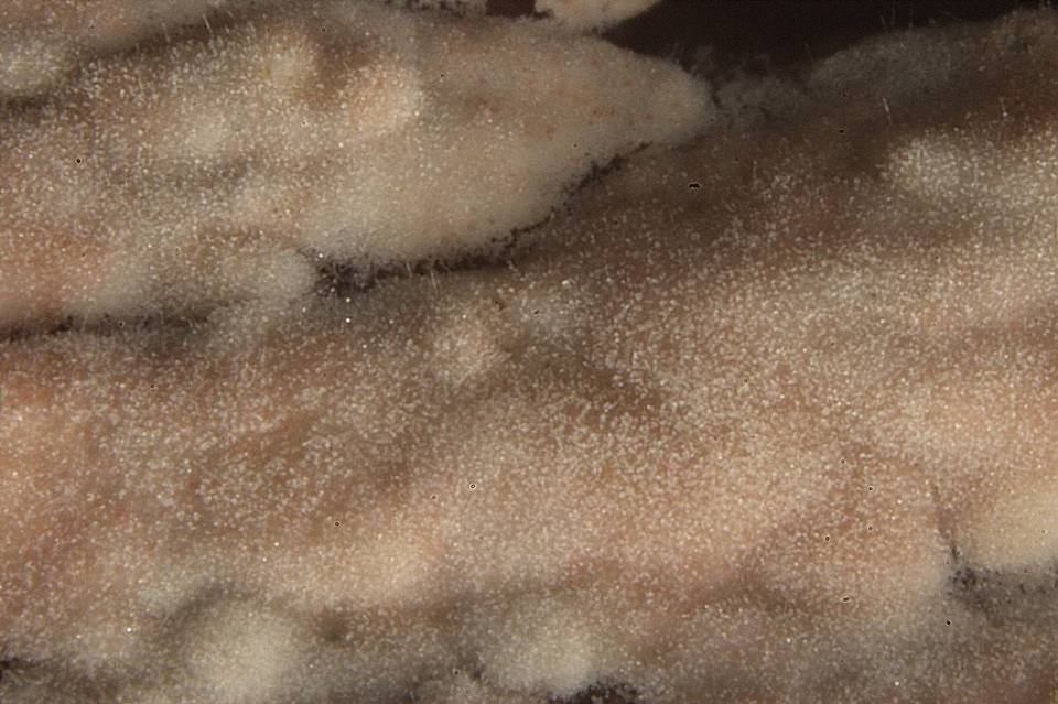 Hyphoderma argillaceum image