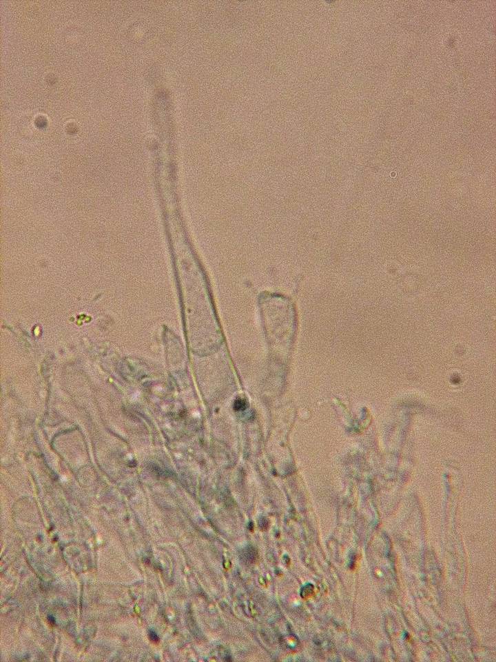 Hyphoderma argillaceum image