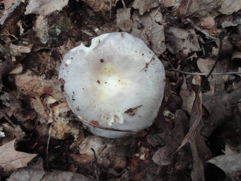 Russula ornaticeps image