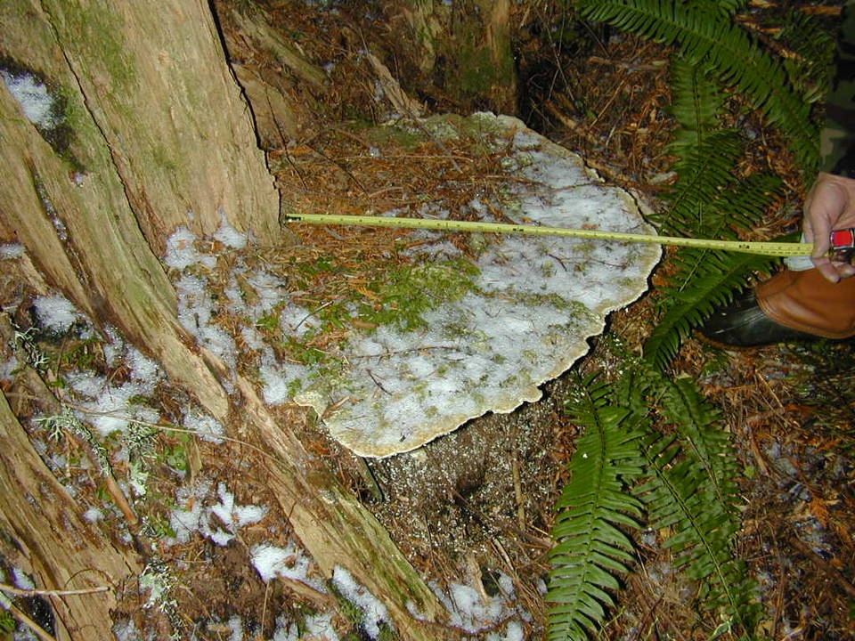 Bridgeoporus nobilissimus image