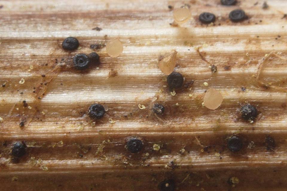Leptosphaeria purpurea image