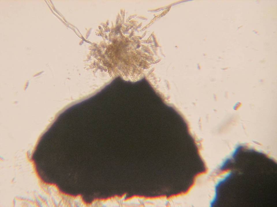 Leptosphaeria purpurea image