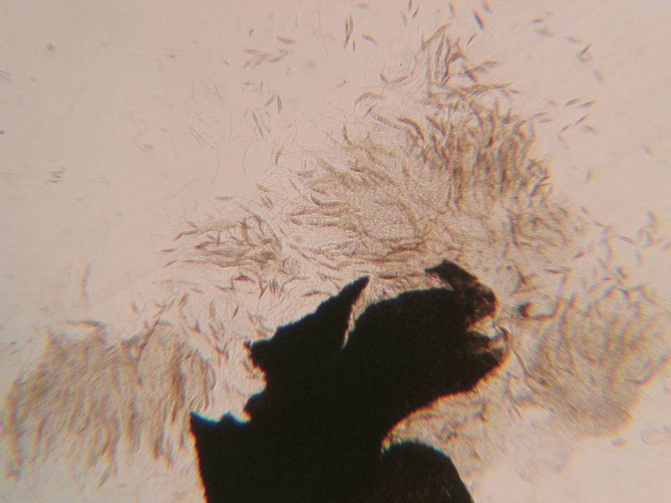 Leptosphaeria purpurea image