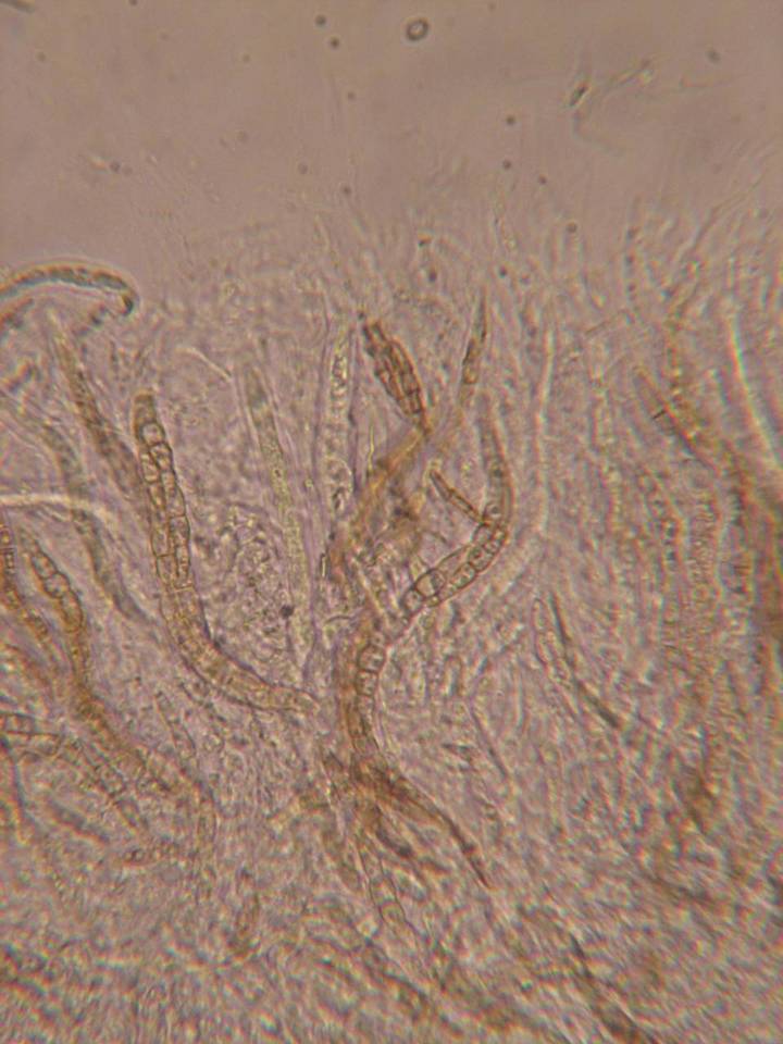 Leptosphaeria purpurea image