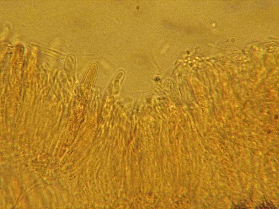 Dematioscypha image