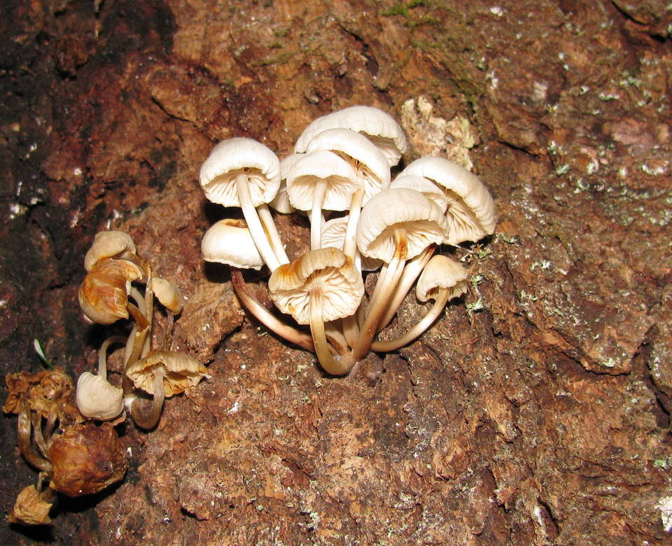 Mycena laevigata image