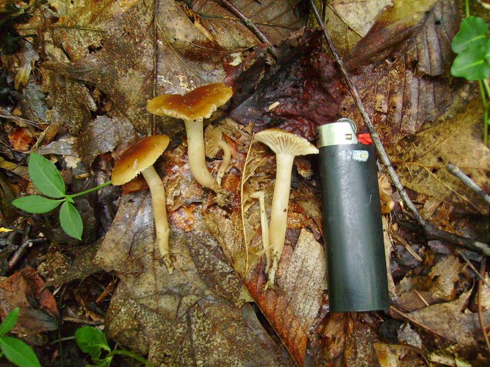 Hygrocybe deceptiva image