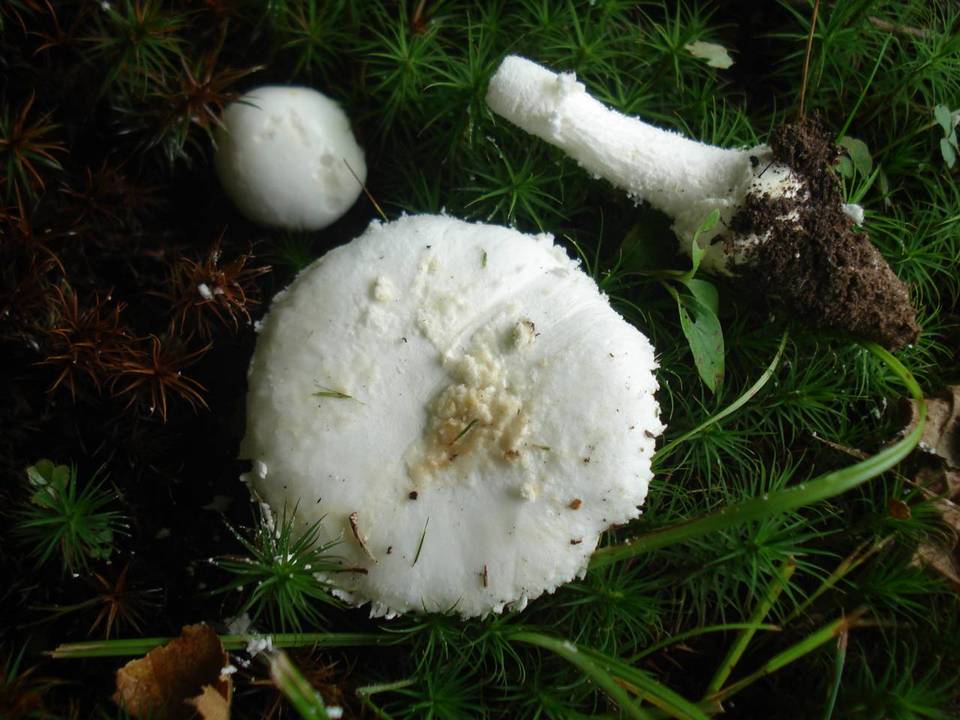 Amanita limbatula image