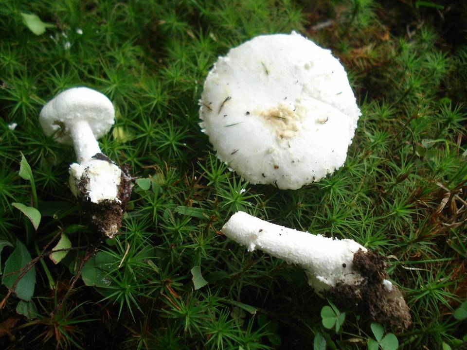 Amanita limbatula image