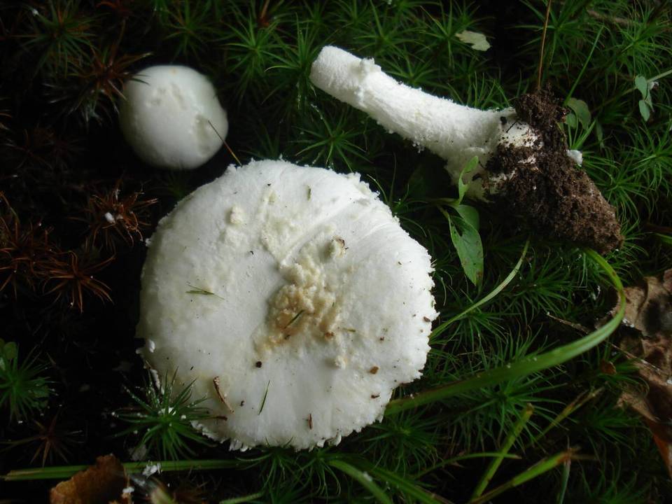 Amanita limbatula image