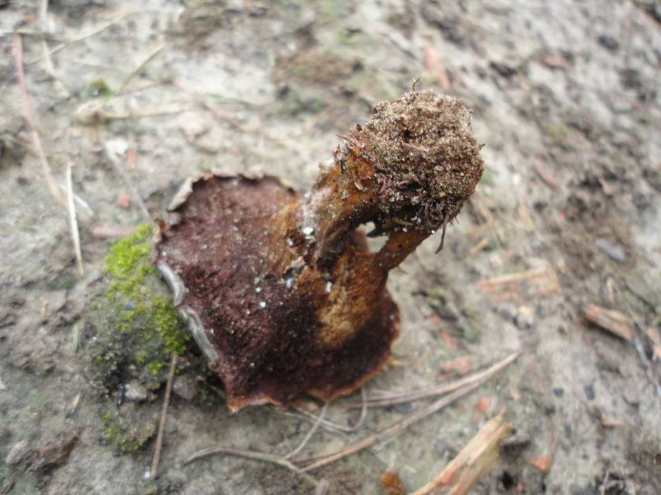 Coltricia confluens image