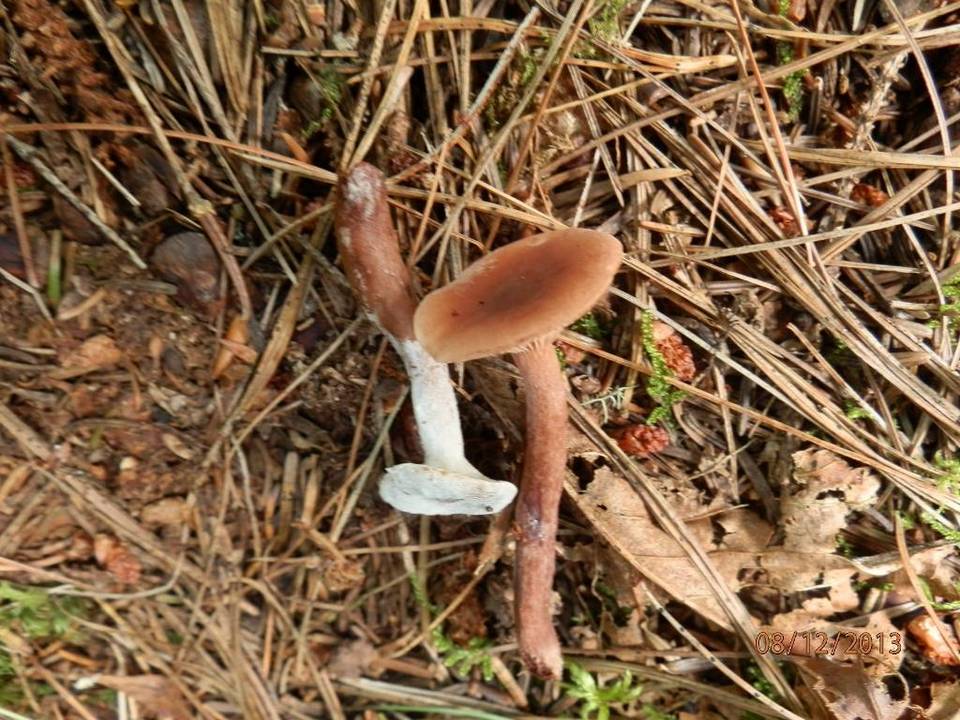 Hypomyces ochraceus image