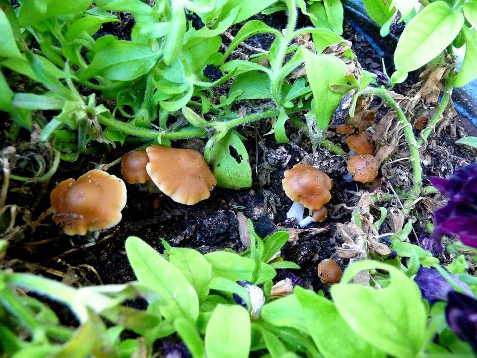 Psilocybe subaeruginascens image
