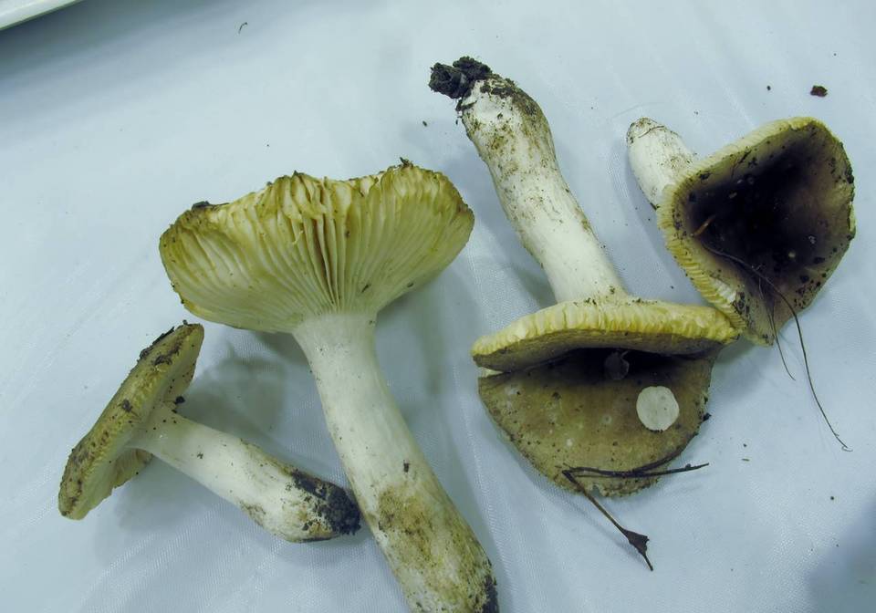 Russula pelargonia image