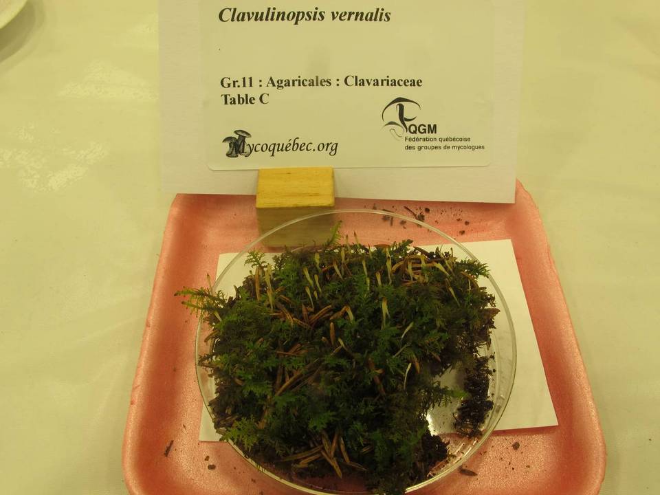 Eocronartium muscicola image