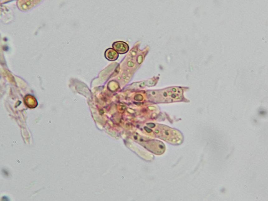 Gymnopilus braendlei image