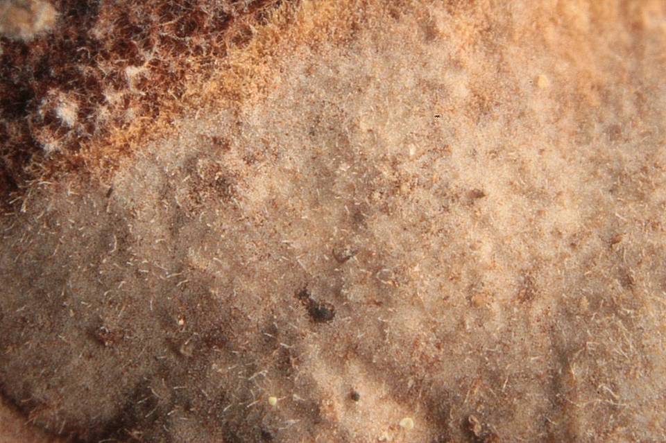 Veluticeps image