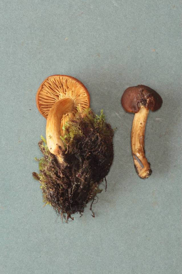 Inocybe gymnocarpa image