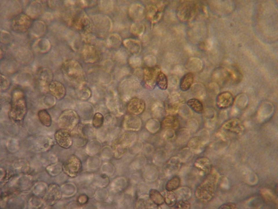 Inocybe gymnocarpa image