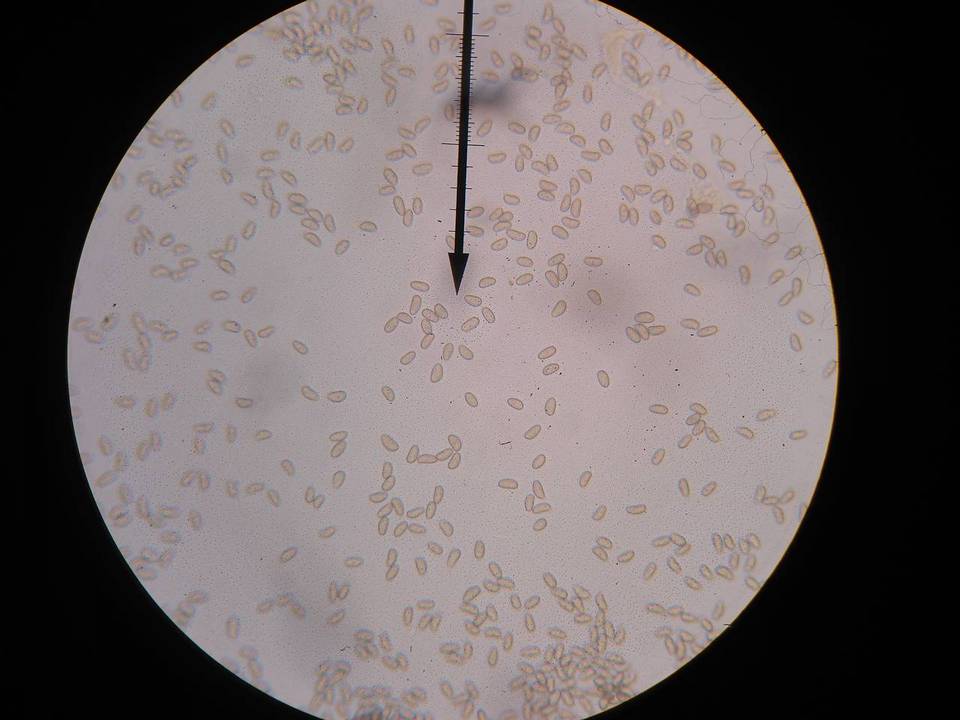 Inocybe apiosmota image