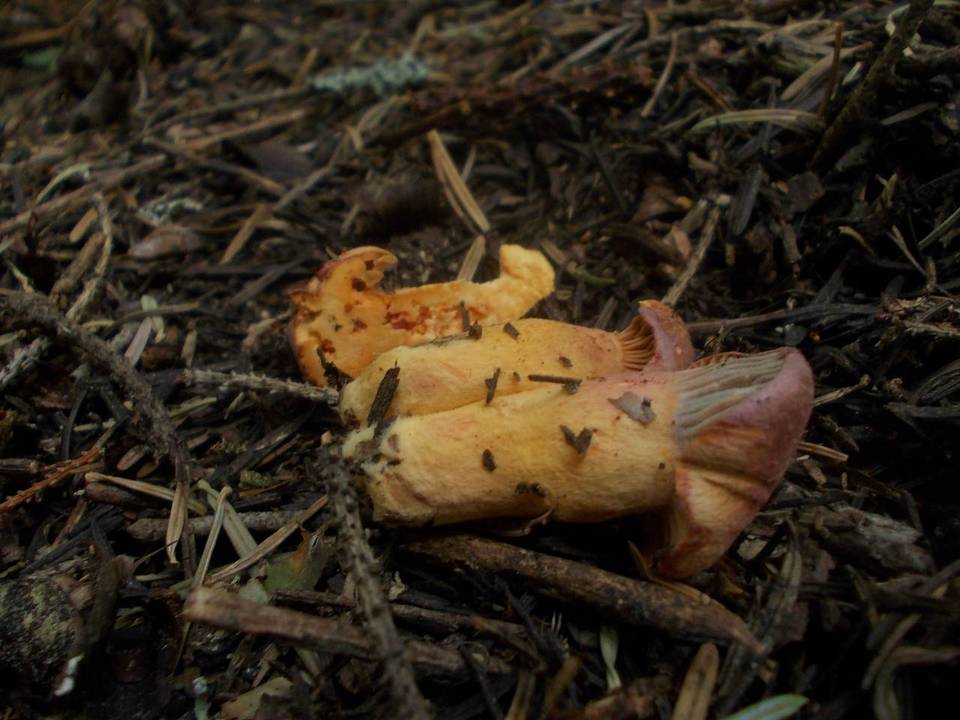 Chroogomphus helveticus image