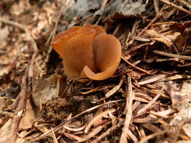 Otidea grandis image