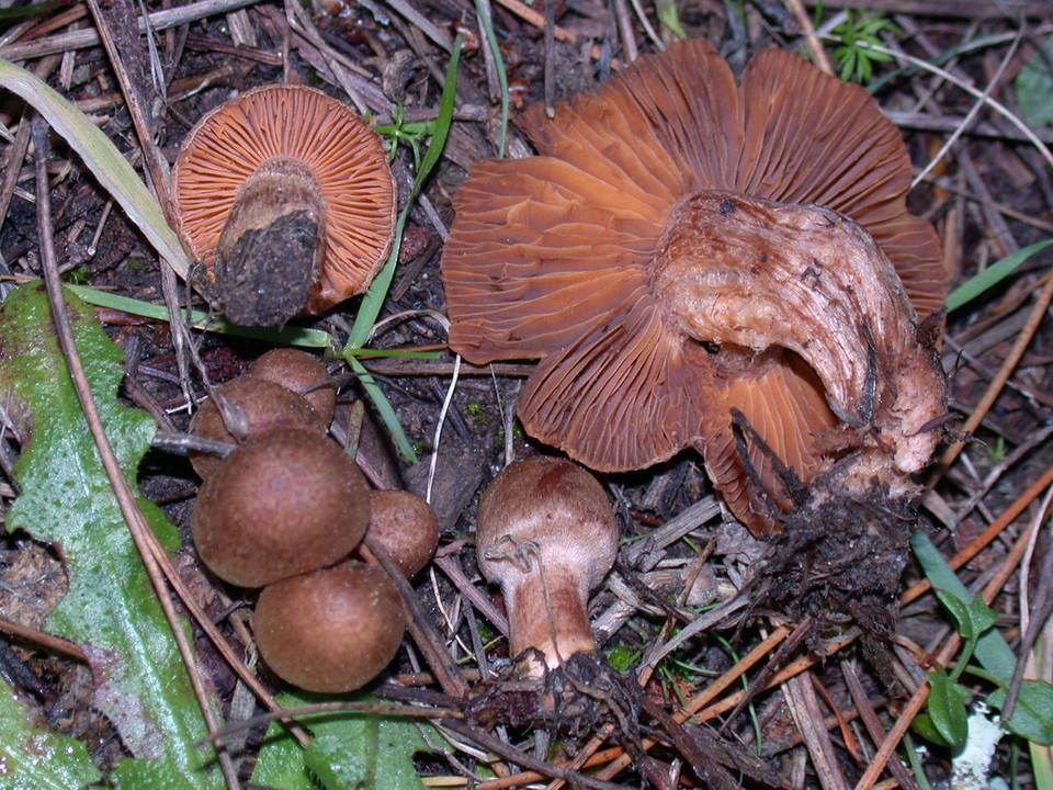Inocybe cinnamomea image