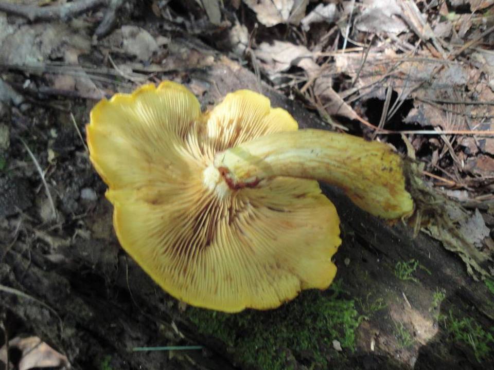 Gymnopilus luteus image