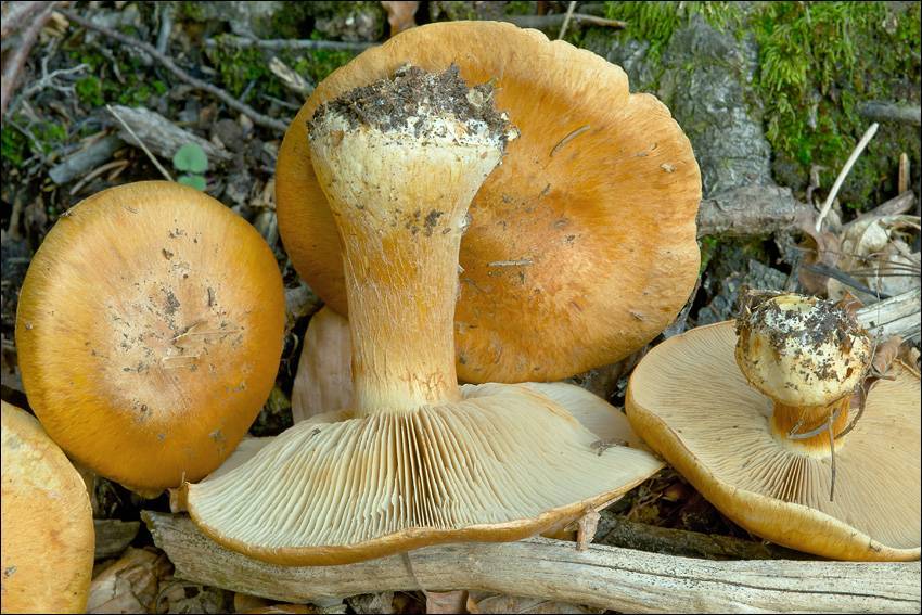 Cortinarius glaucopus var. acyaneus image