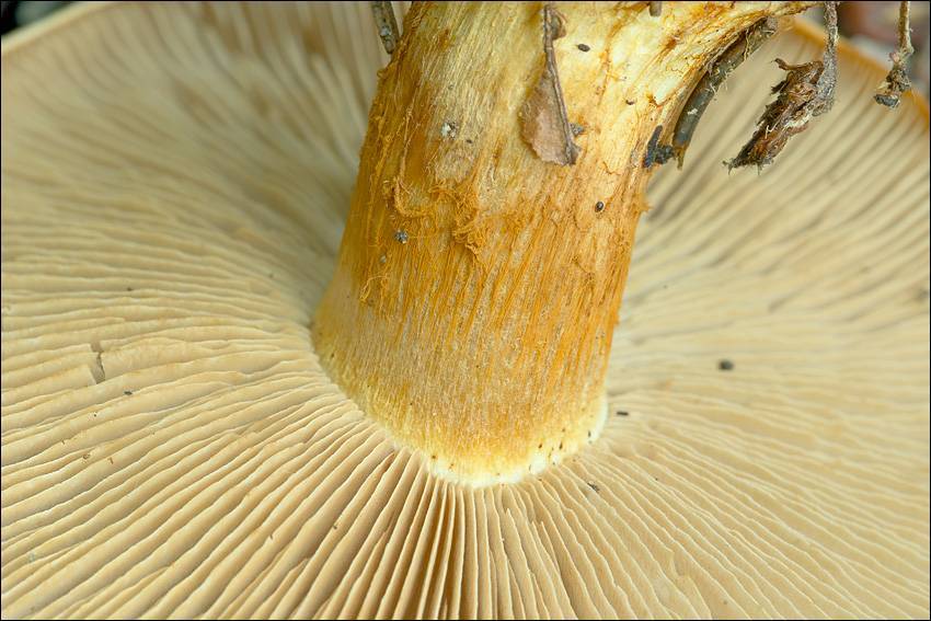 Cortinarius glaucopus var. acyaneus image