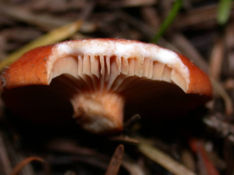 Lactarius substriatus image