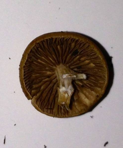 Agrocybe arvalis image