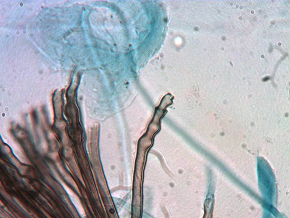 Veronaea botryosa image
