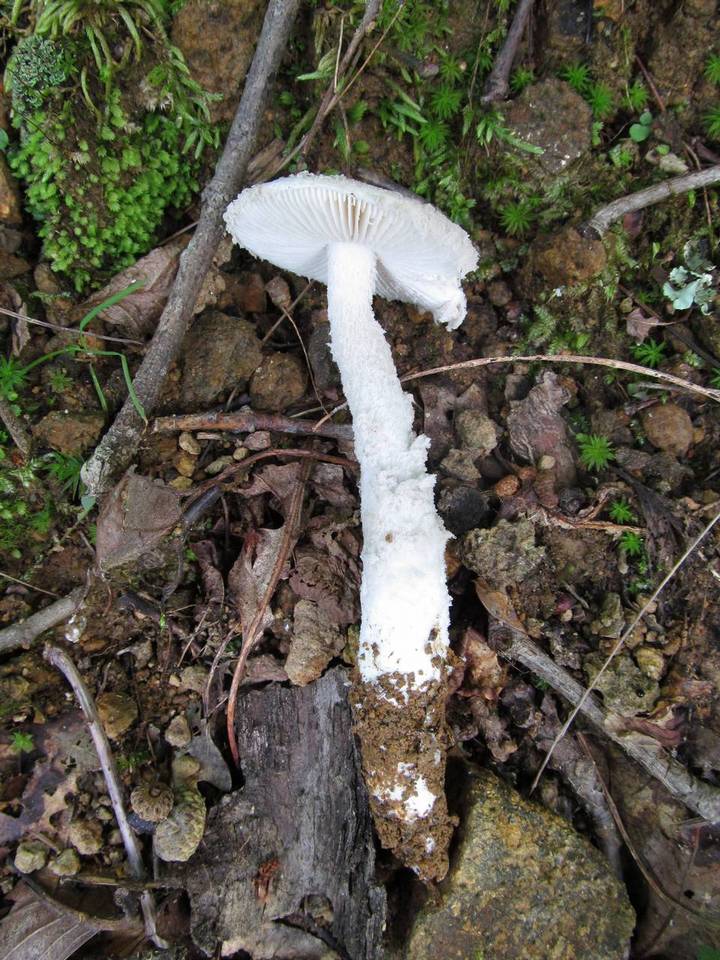 Amanita tephrea image