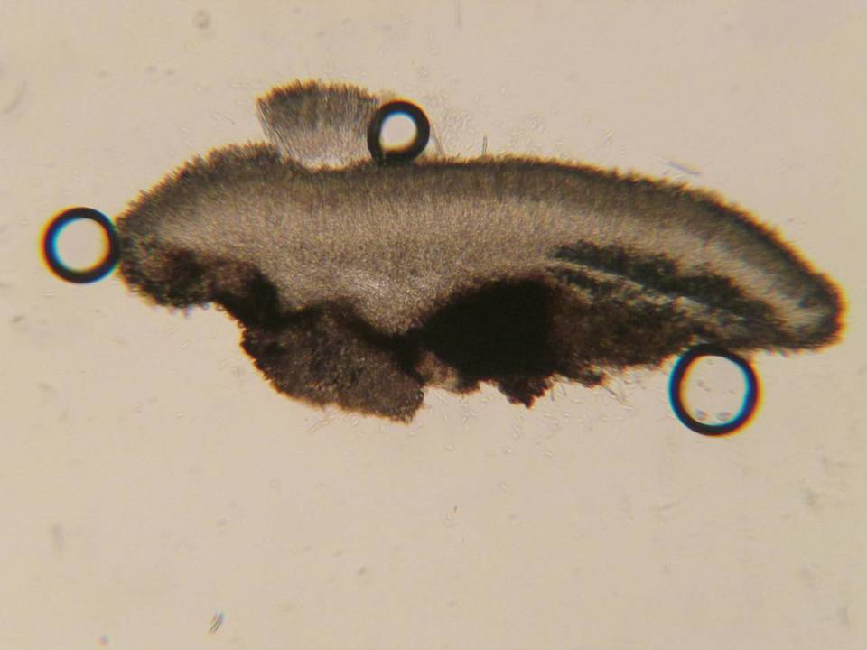 Mollisia melaleuca image